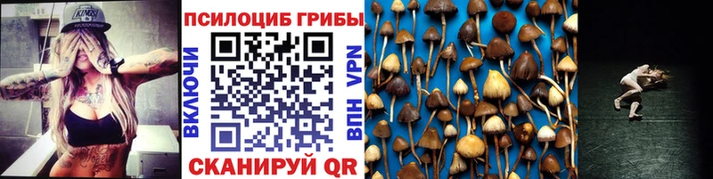 Купить закладки  Новоульяновск  Псилоцибиновые грибы Psilocybe 